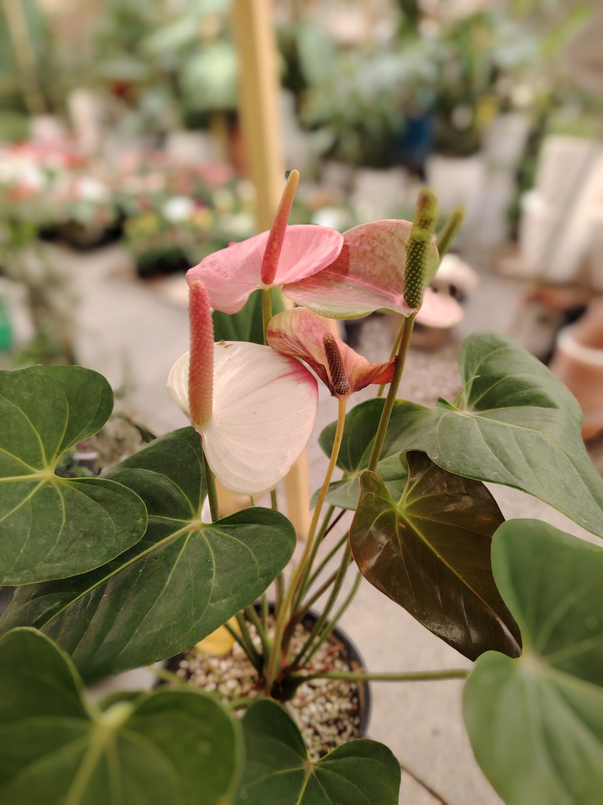 تصویر جلد آگهی